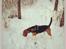 Blanding af racer Beagle/Basset - Walther
