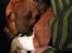 Blanding af racer Beagle/Basset - Walther