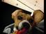 Blanding af racer Beagle/Basset - Walther
