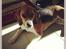 Blanding af racer Beagle/Basset - Walther