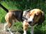 Blanding af racer Beagle/Basset - Walther