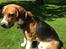 Blanding af racer Beagle/Basset - Walther