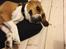 Blanding af racer Beagle/Basset - Walther