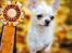 Chihuahua JCH. Lockwood "Yoda" - 10 mdr. gammel kan Yoda skrive 2x Junior championat og 4x Junior vinder titler på cv'et