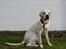 Labrador retriever Django*himmelhund*