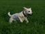 Labrador retriever Django*himmelhund*