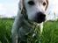 Labrador retriever Django*himmelhund*