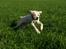 Labrador retriever Django*himmelhund*