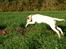 Labrador retriever Django*himmelhund*