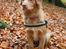 Nova scotia duck tolling retriever Mika "Himmelhund" 