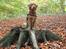 Nova scotia duck tolling retriever Mika "Himmelhund" 
