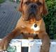 Dogue de bordeaux Hedvig