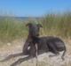 Greyhound Betty Blue