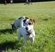 Jack russell terrier Kajsenborg's Jack Sparrow