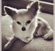 Chihuahua Holly