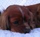 Cavalier king charles spaniel Snuggi