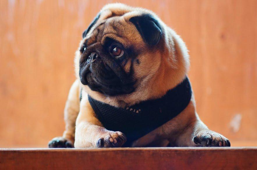 Mops Pelle billede 4