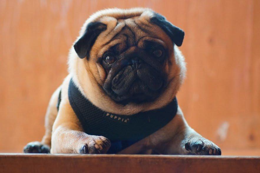 Mops Pelle billede 3