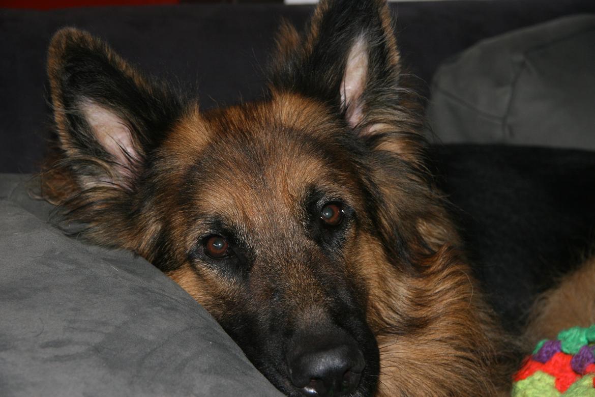 Schæferhund Diesel billede 21