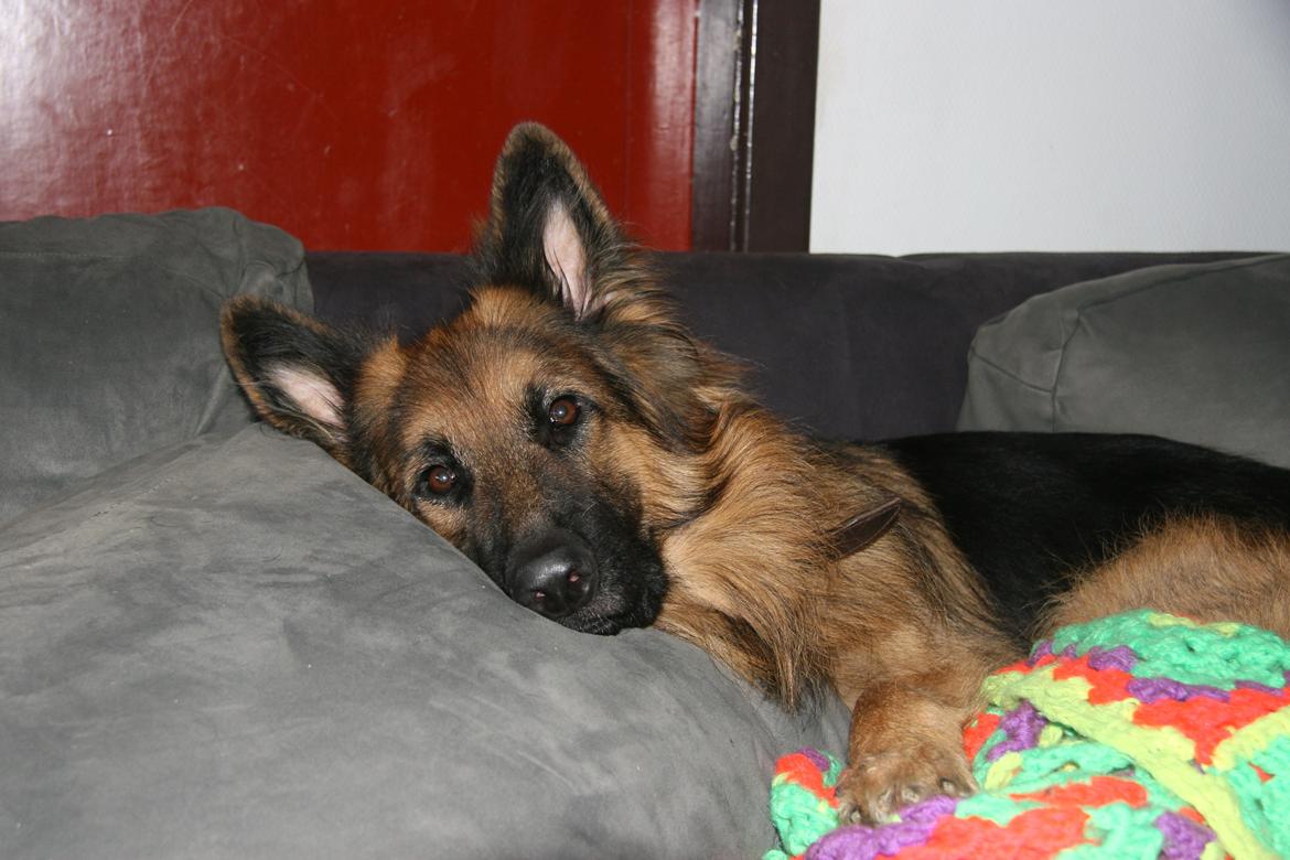 Schæferhund Diesel billede 22