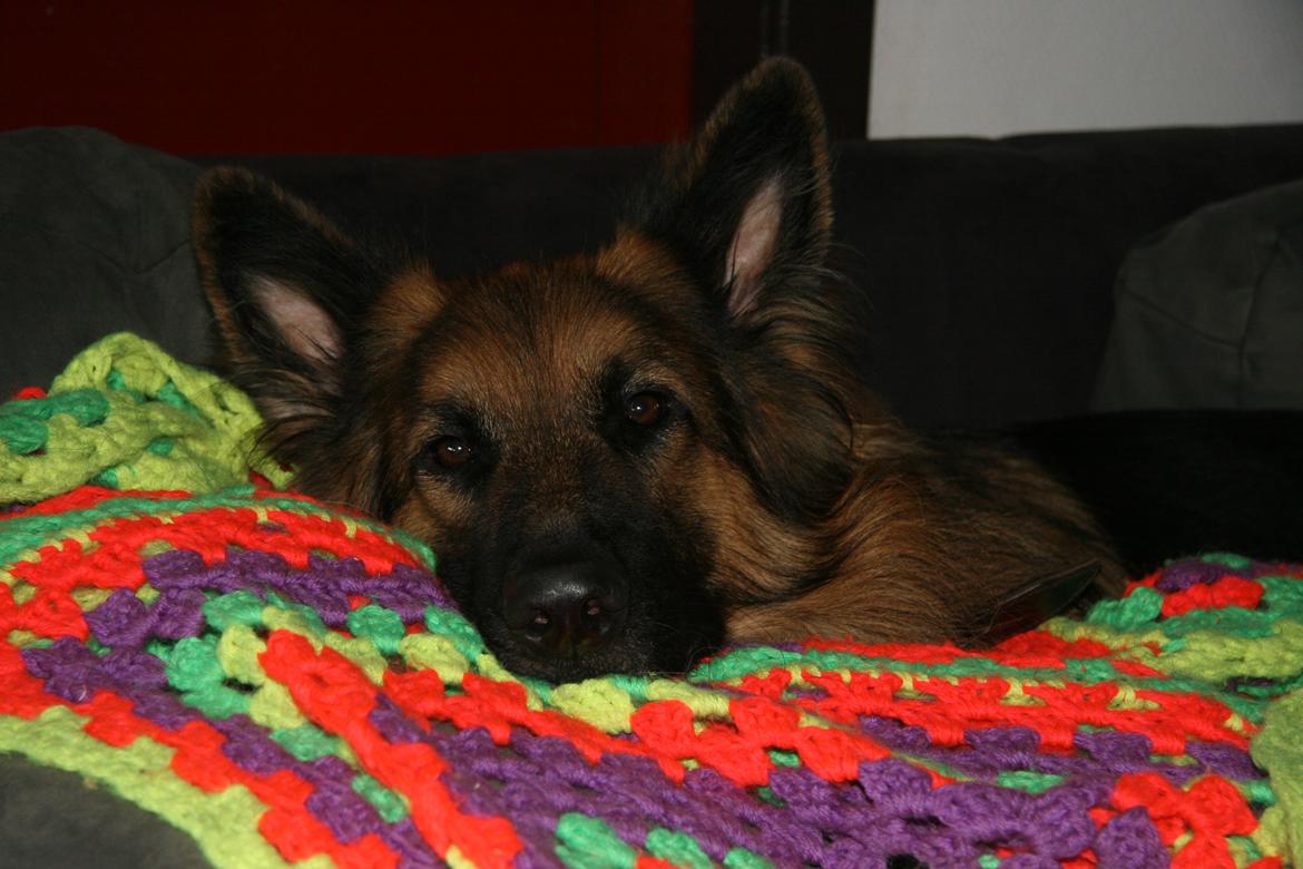 Schæferhund Diesel billede 23