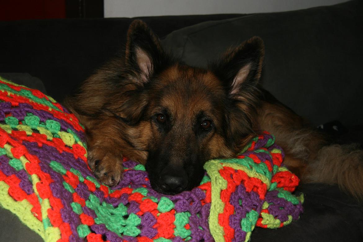 Schæferhund Diesel billede 24