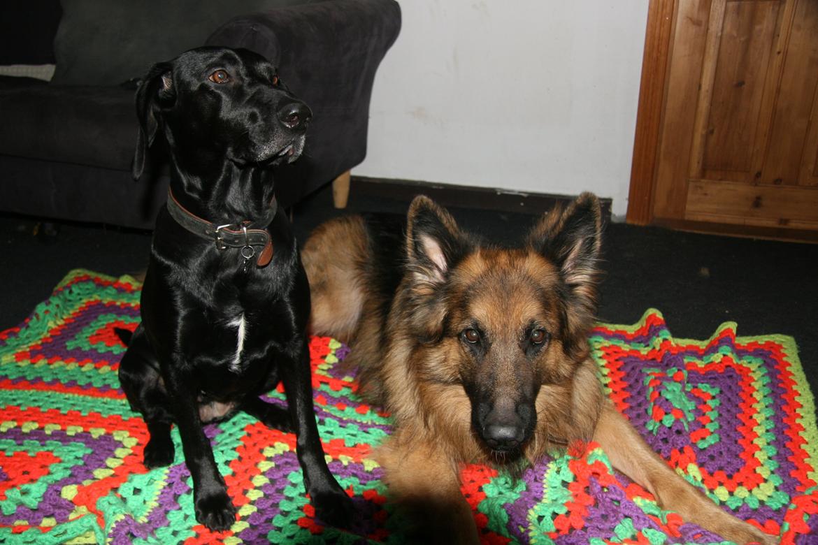 Schæferhund Diesel billede 25