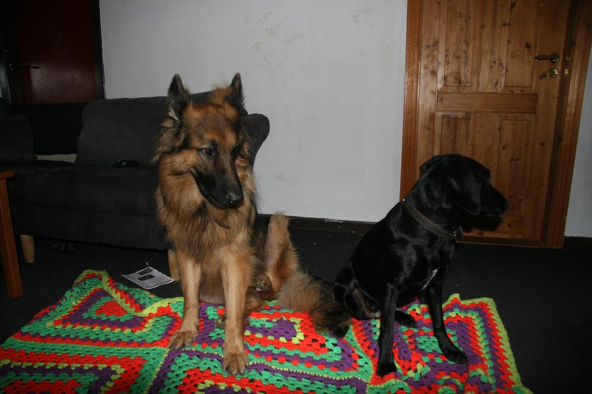 Schæferhund Diesel billede 26