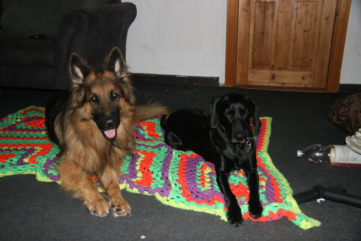 Schæferhund Diesel billede 27