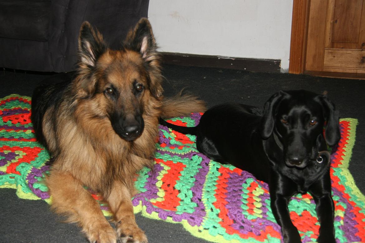 Schæferhund Diesel billede 28