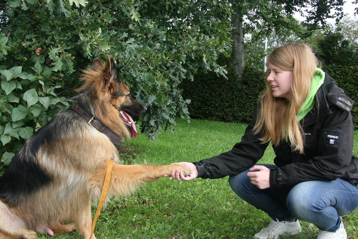 Schæferhund Diesel billede 29