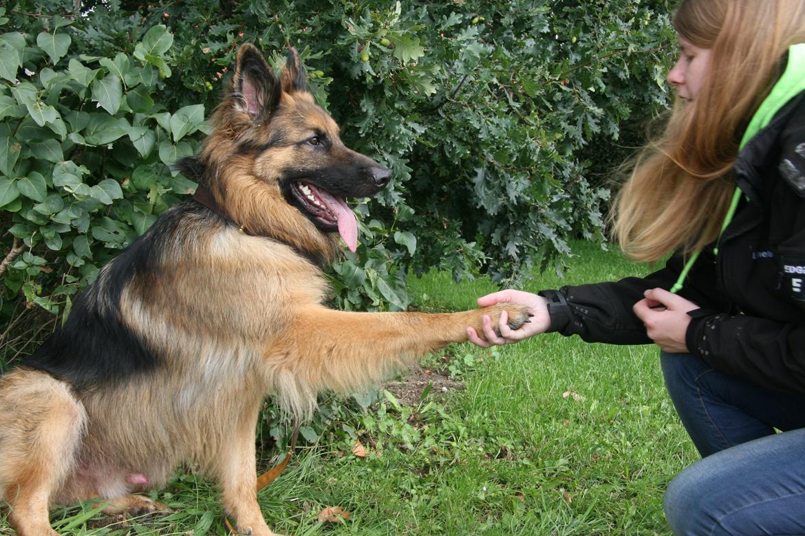Schæferhund Diesel billede 30