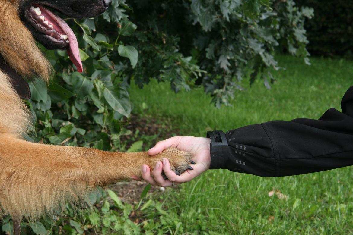 Schæferhund Diesel billede 31