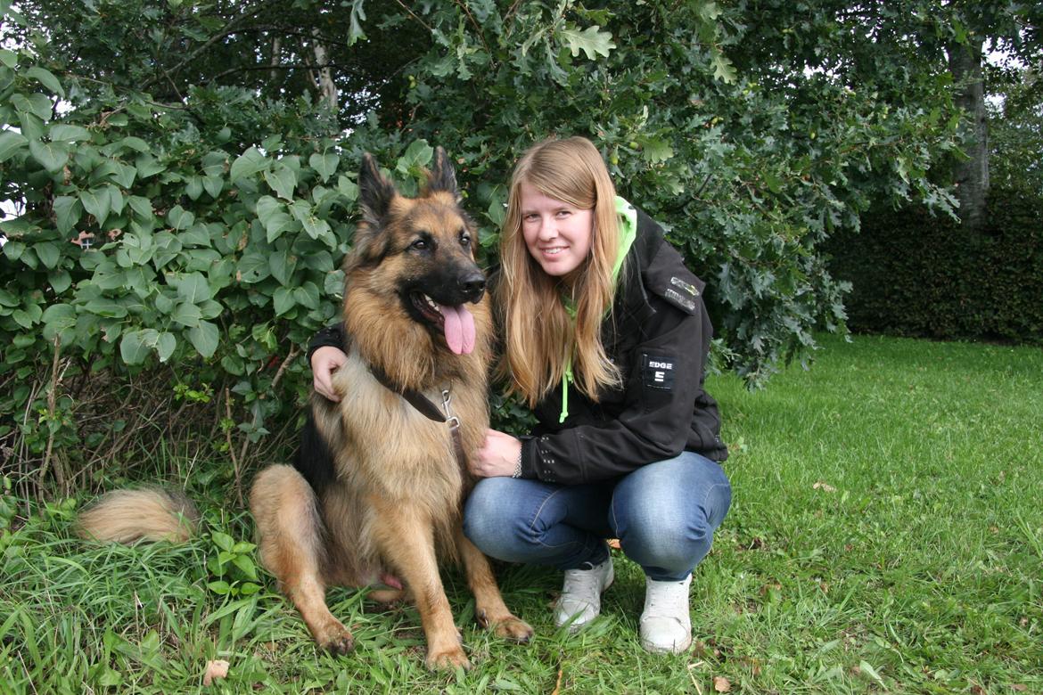 Schæferhund Diesel billede 32