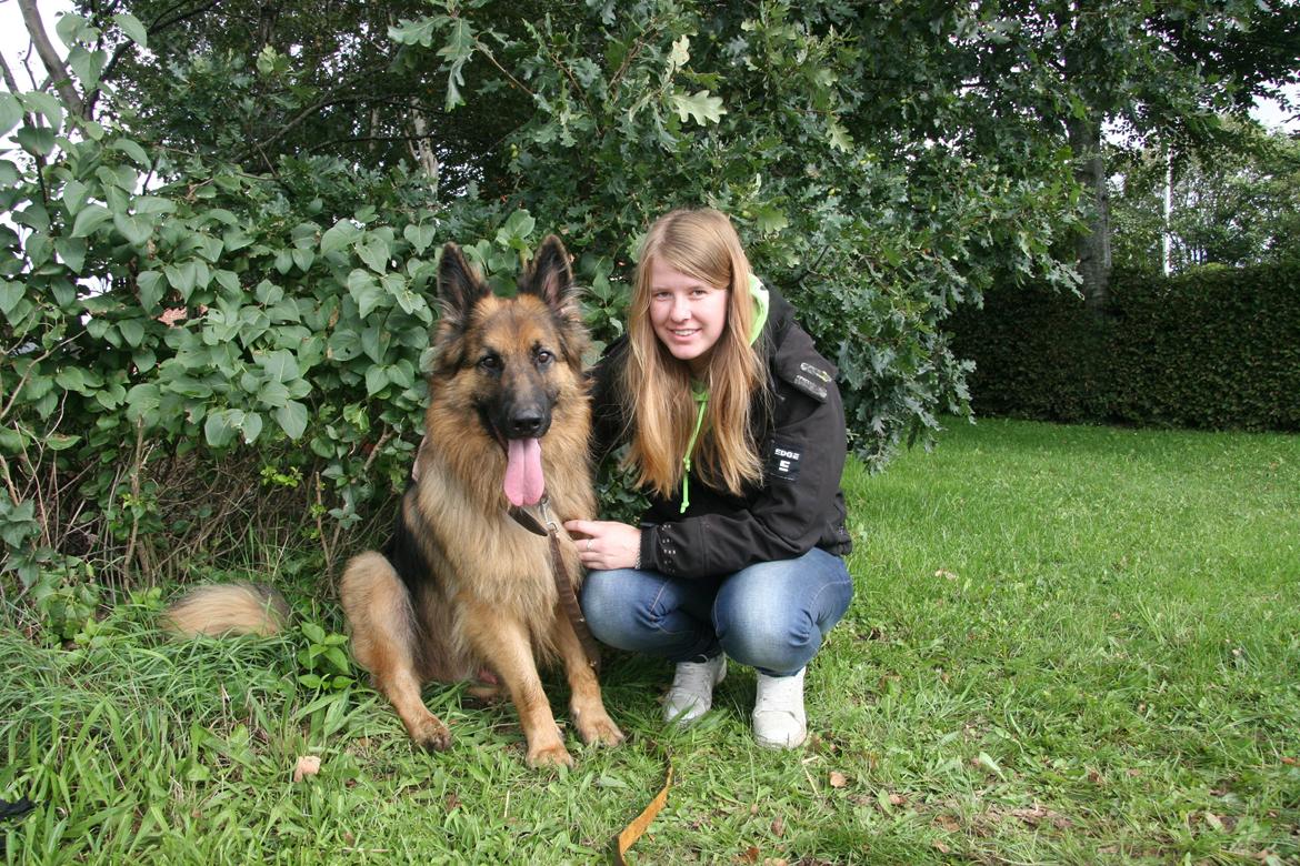 Schæferhund Diesel billede 33