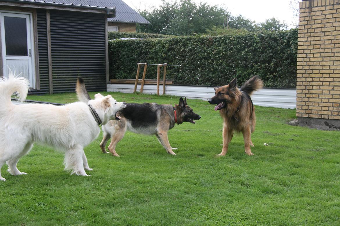 Schæferhund Diesel billede 34