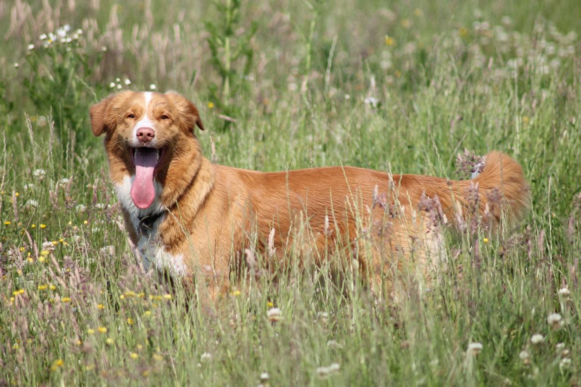 Nova scotia duck tolling retriever Saga billede 26