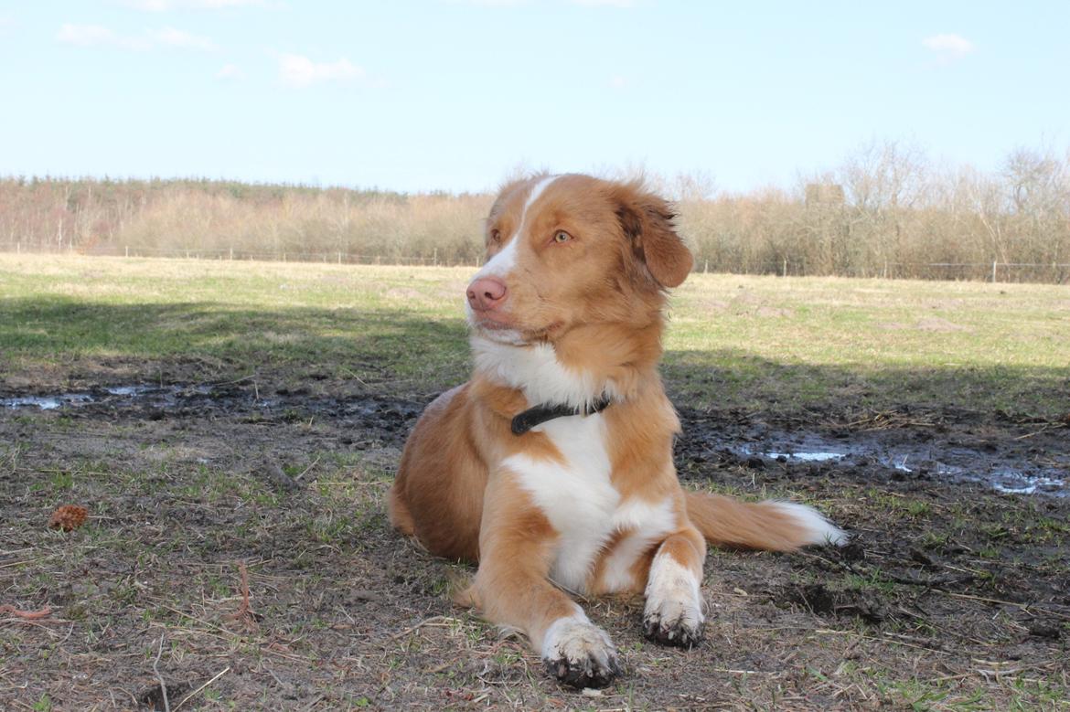 Nova scotia duck tolling retriever Saga billede 27