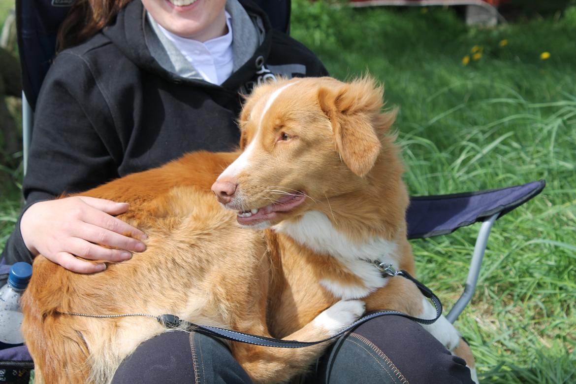 Nova scotia duck tolling retriever Saga - passende størrelse for en skødehund billede 28