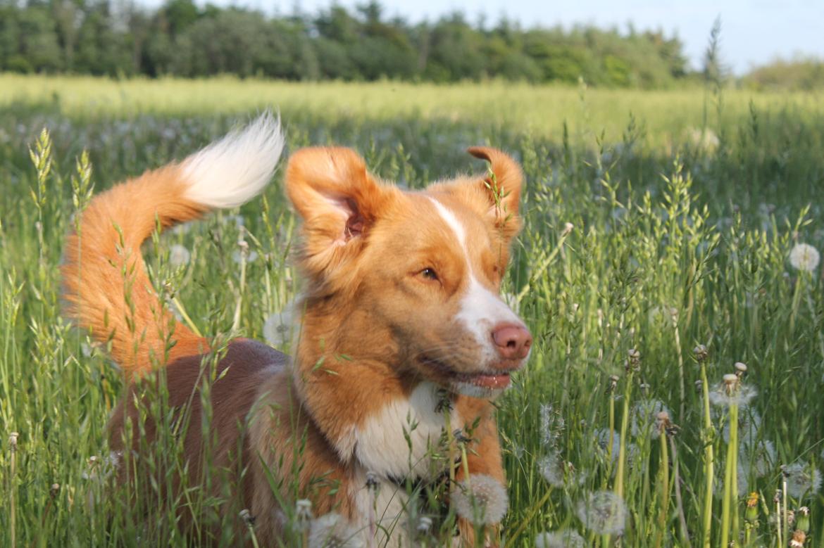 Nova scotia duck tolling retriever Saga billede 30