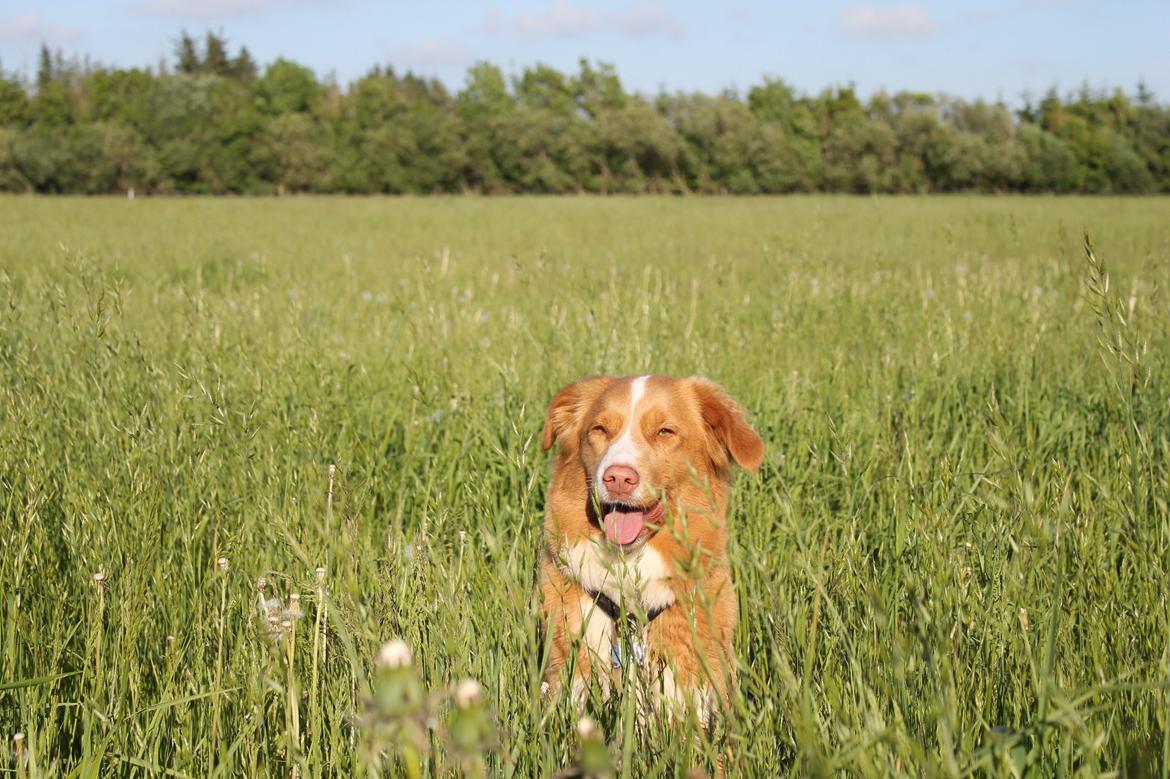 Nova scotia duck tolling retriever Saga billede 32