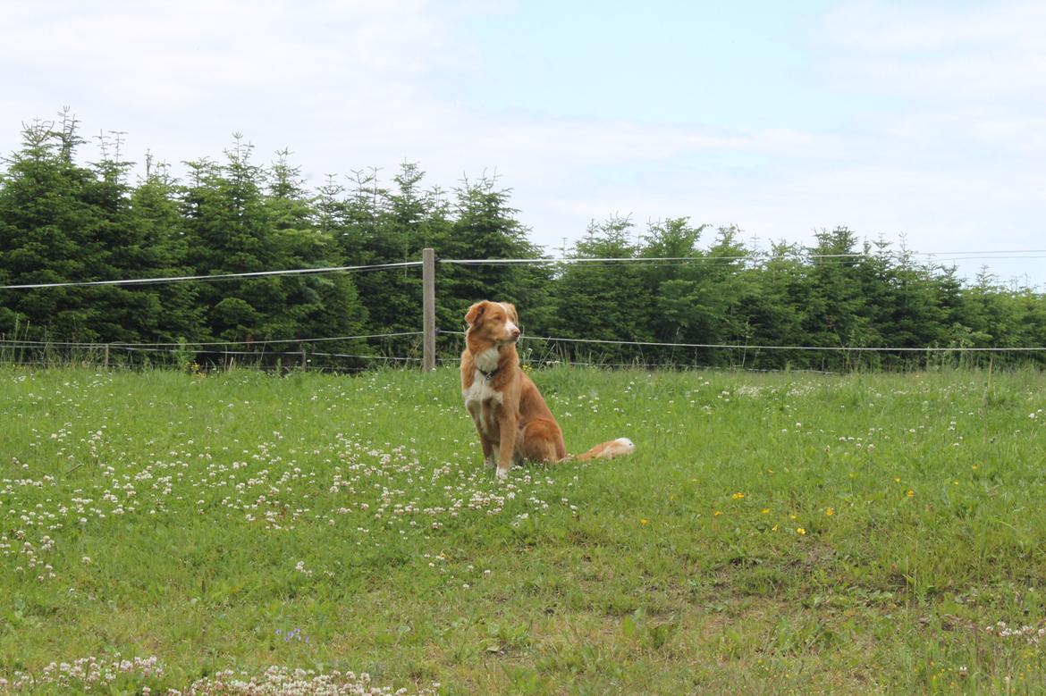 Nova scotia duck tolling retriever Saga billede 33