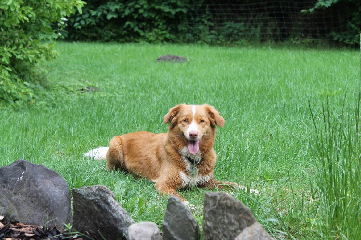 Nova scotia duck tolling retriever Saga billede 34