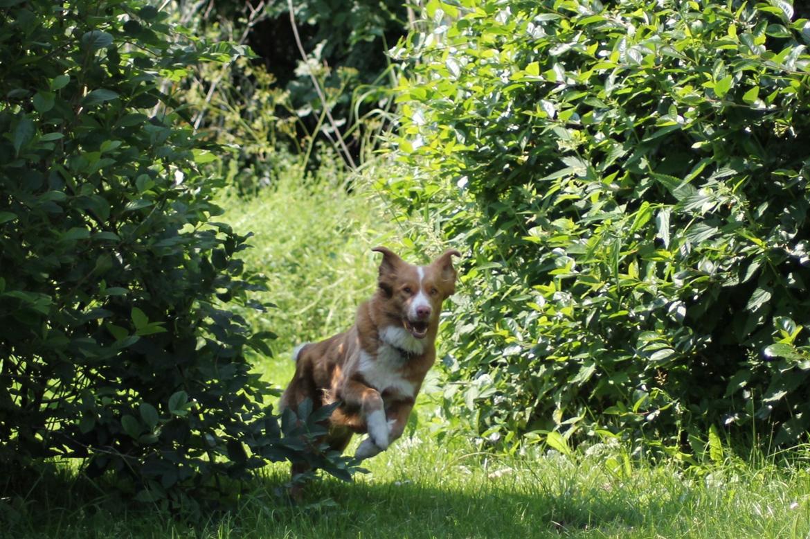 Nova scotia duck tolling retriever Saga billede 35