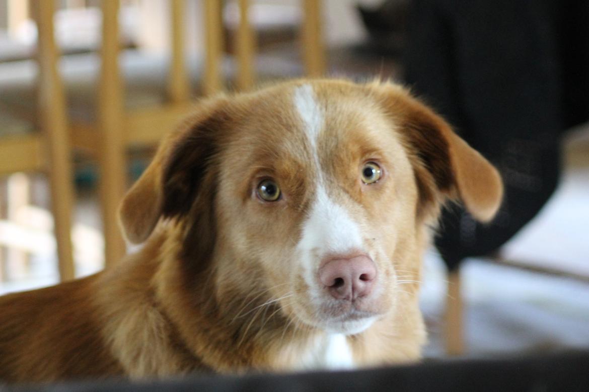 Nova scotia duck tolling retriever Saga billede 13