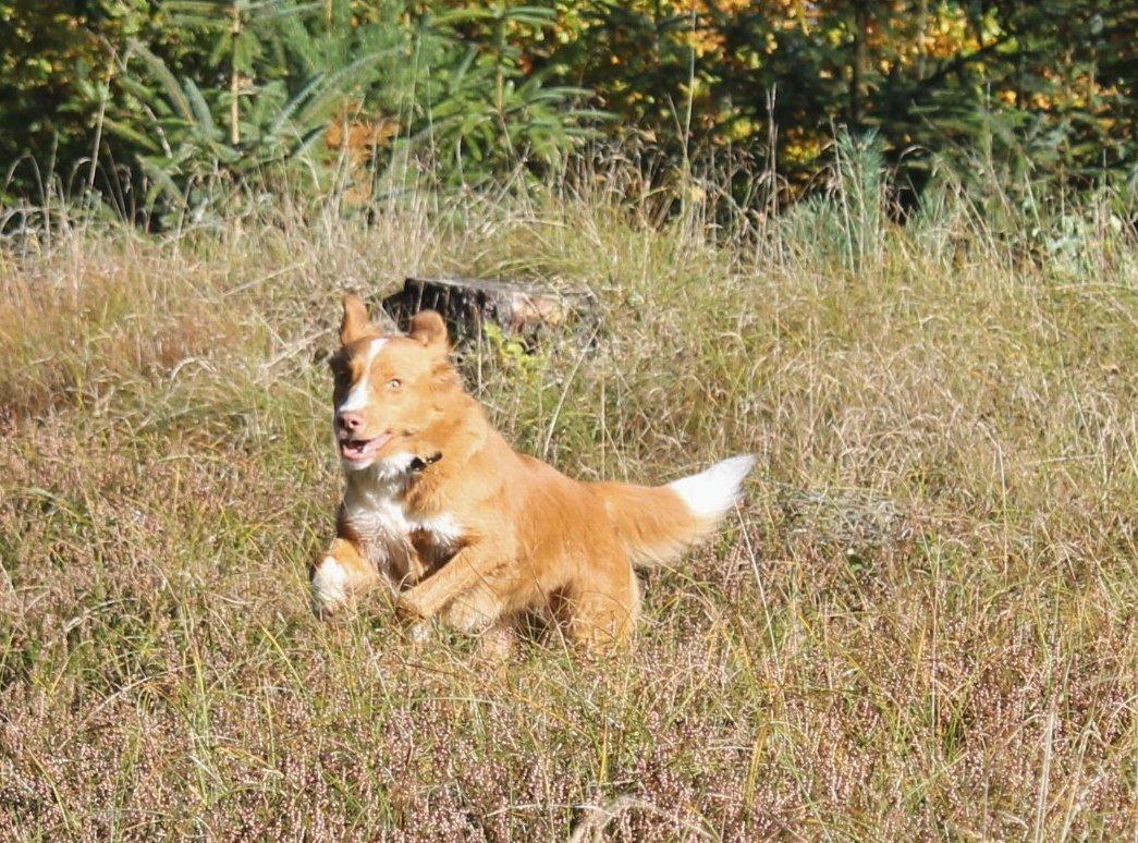 Nova scotia duck tolling retriever Saga billede 36