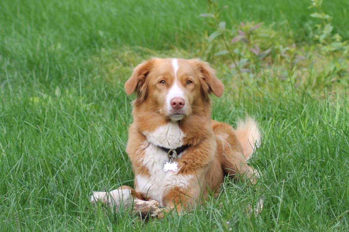 Nova scotia duck tolling retriever Saga billede 2