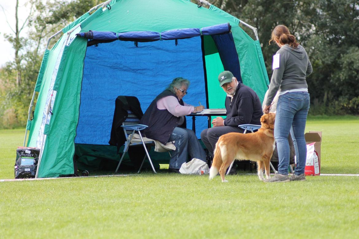 Nova scotia duck tolling retriever Saga - Saga til hendes første udstilling billede 17