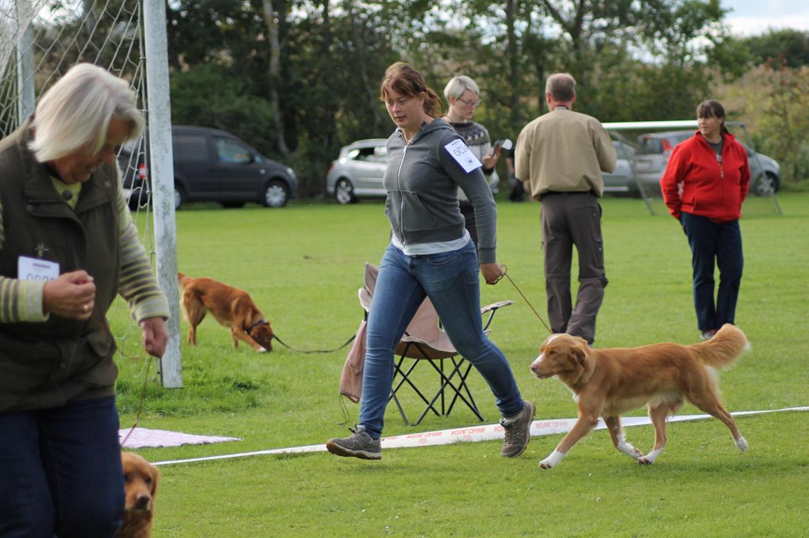 Nova scotia duck tolling retriever Saga billede 29