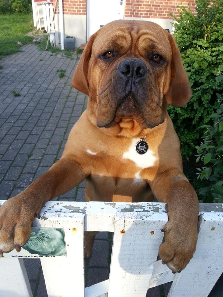 Dogue de bordeaux Hedvig - Altid er rar velkomst man får herhjemme :) billede 1